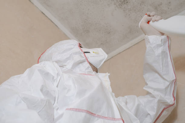 Best Mold Damage Repair  in Perry, IA
