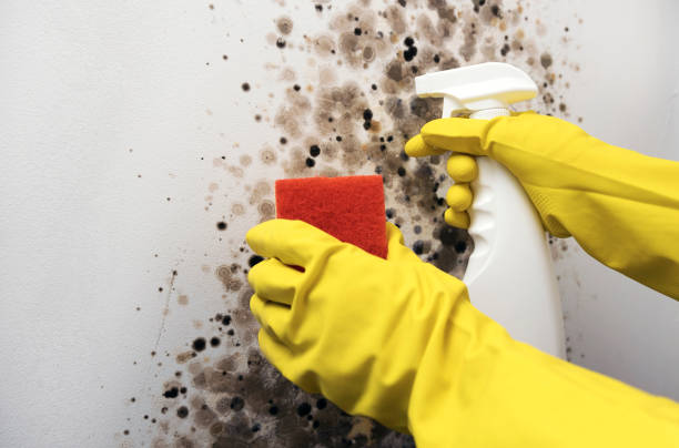 Attic Mold Removal in Perry, IA