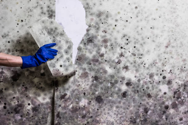 Best Mold Cleaning Services  in Perry, IA