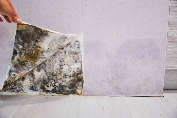 Perry, IA Mold Removal Company